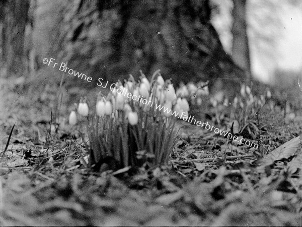 SNOWDROPS IN BLOOM